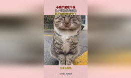 小猫视频,小猫视频里的温馨日常