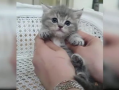 小猫视频,小猫视频里的温馨日常