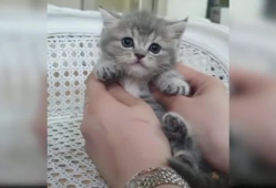 小猫视频,小猫视频里的温馨日常